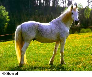 A flea-bitten white Orlov Trotter horse standing in the grass.