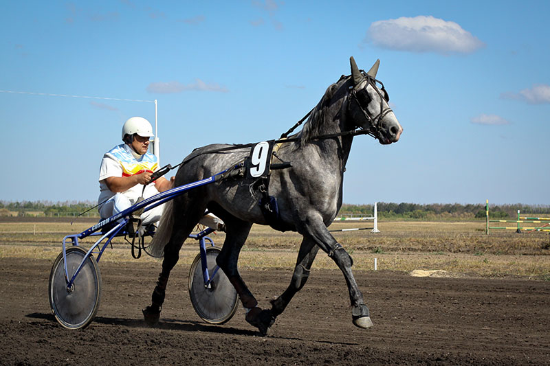 An Orlov Trotter horse pulling a cart. 