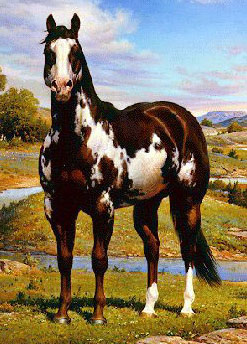 A brown and white Paint horse portrait standing on a grassy hill and stream in the background.