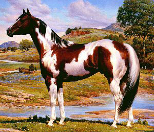 A side view of a brown and white Paint horse in front of mountains.