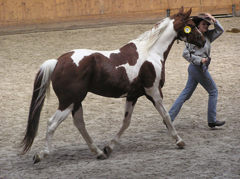 A person trotting a paint horse on the ground in a show ring.