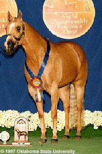 A Palomino horse winning a ribbon at a show.