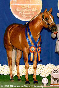 A Palomino horse with ribbons at a show being held by a handler in front of a backdrop.