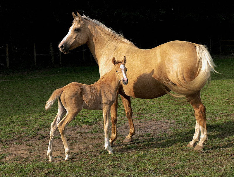 A palomino horse and her foal standing in the pasture. 