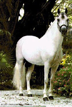 A white Paso Fino horse with ears perked up standing in the woods.