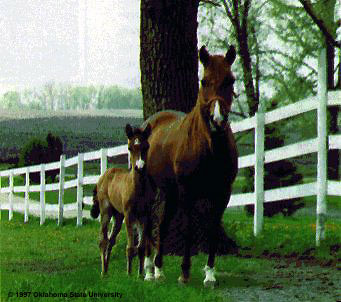 A Paso Fino horse and foal in a field.