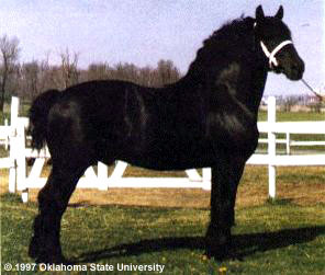 A black Percheron horse standing in the grass.
