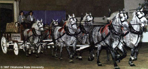 A team of Percheron horses pulling a carriage.