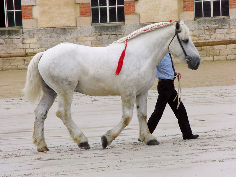 A white Percheron horse being led by a handler.