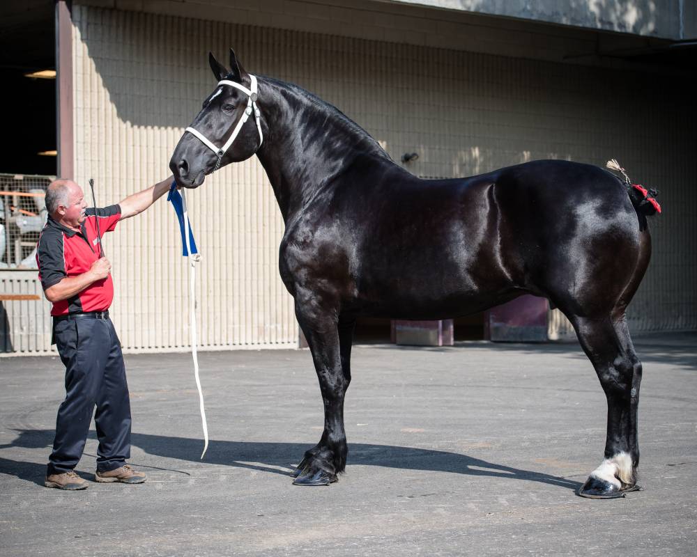 A black Percheron horse standing after winning a competition.