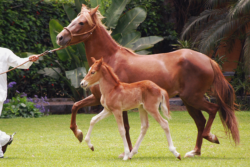 A Peruvian Paso horse and her foal being led by a handler.