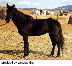 A Pindos pony standing in the grass provided by Laneuw Guy.