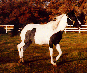 A pintabian horse trotting through the grass.
