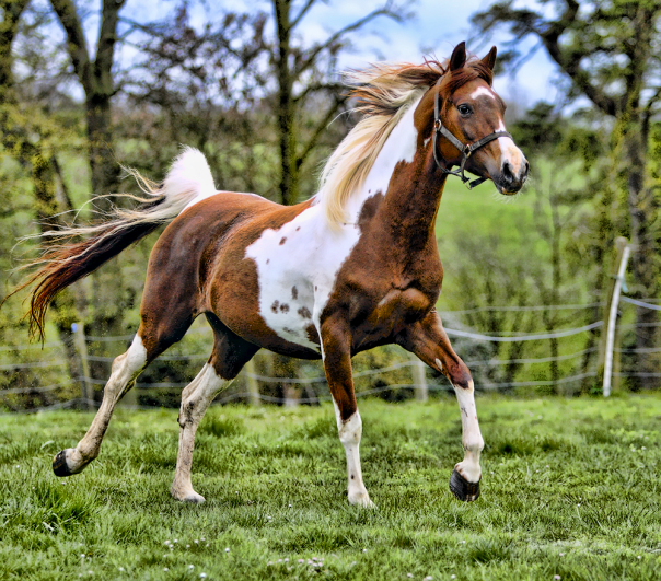 A Pintabian horse running through a field.