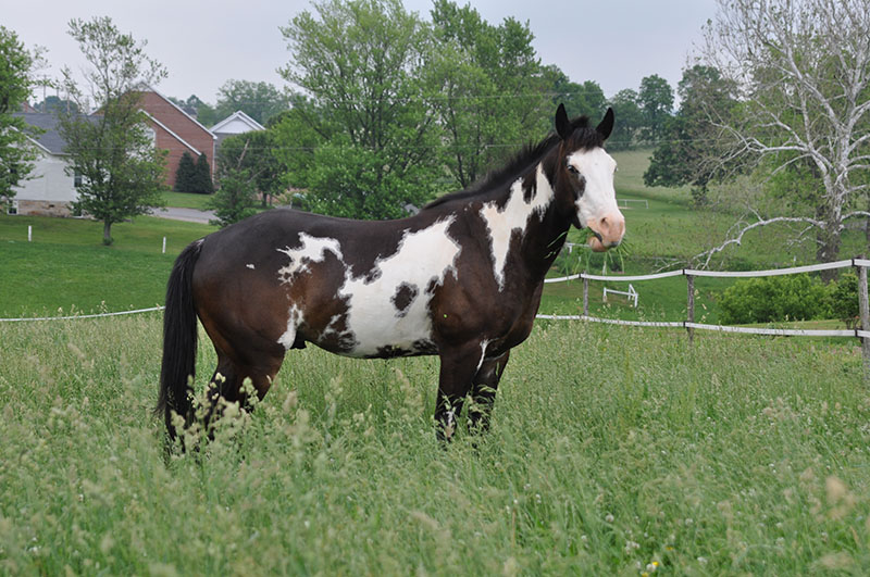 A Pinto horse standing in a field of grass.