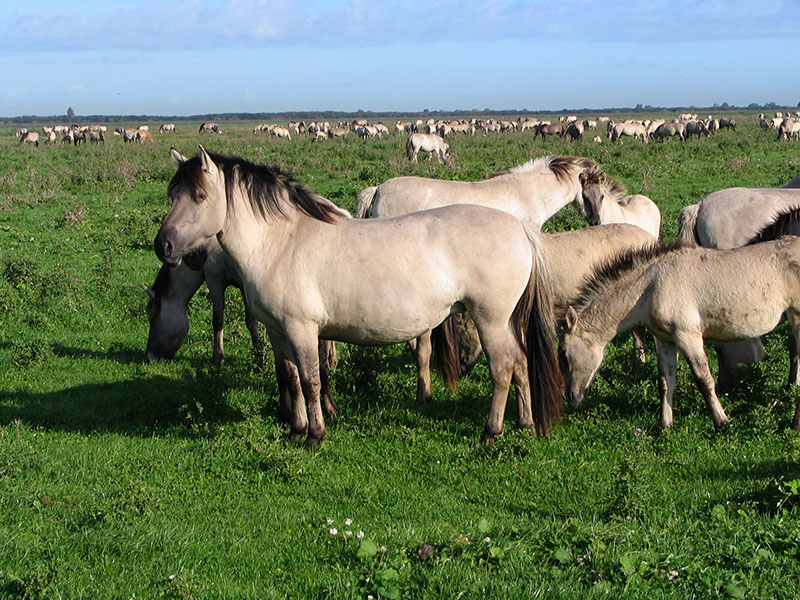 A herd of Polish Konik horses standing and grazing in a field.
