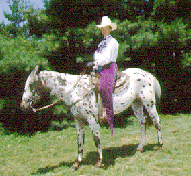 A person riding a spotted Pony of the Americas.