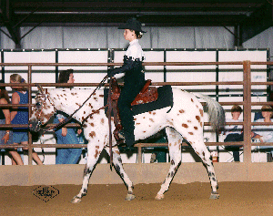 A Pony of the Americas and rider walking along the fence during a show in an arena.