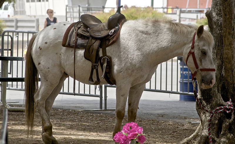 A saddled Pony of the Americas standing tied.