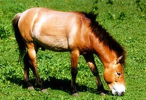A Przewalski horse eating grass. 