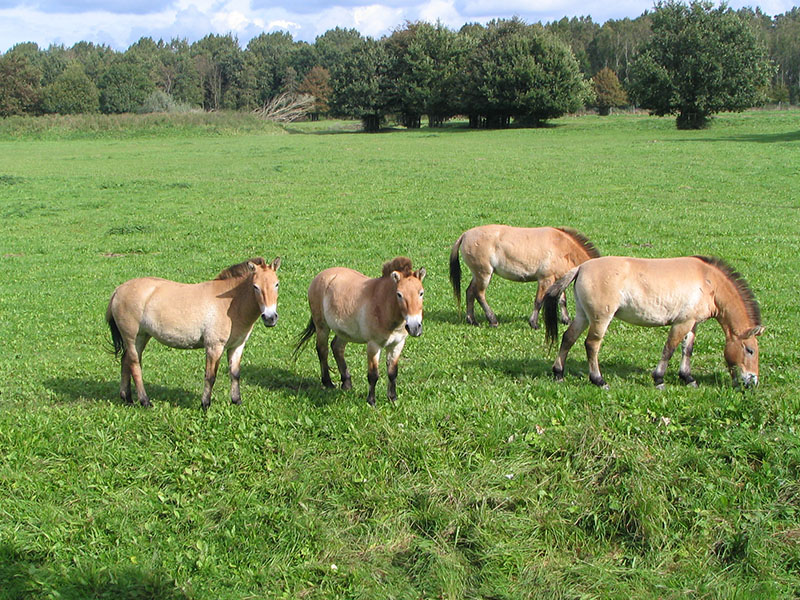 Przewalski horses grazing and standing in a field.