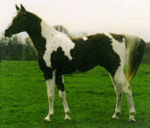 A white and black Quarab horse standing on grass.