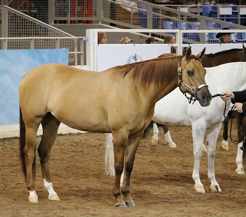 A Quarab horse in standing position in a show ring. 