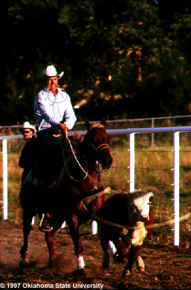A Quarter horse being used to rope a calf.