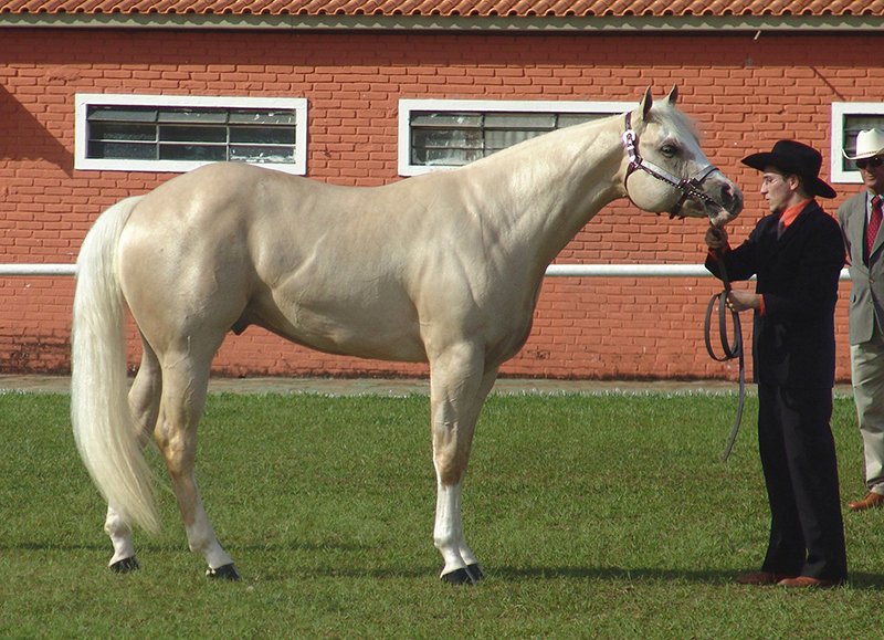 A palomino Quarter horse being judged in a showmanship class. 