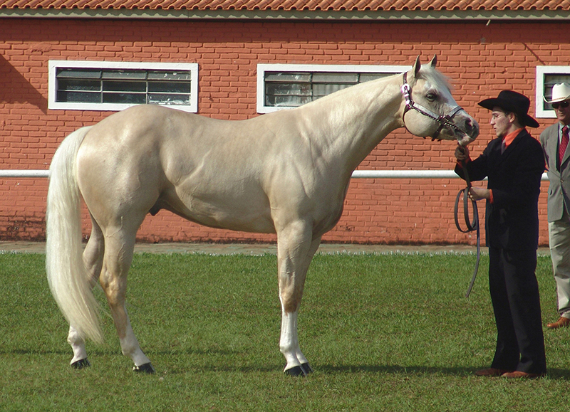 king ranch bred horses