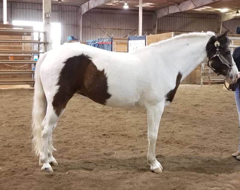 A predominately white Quarter Pony with brown markings standing in a barn.