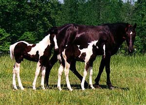 A Racking horse and two foals standing in a field.