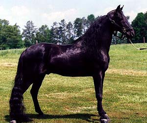 A black Racking horse standing in the grass.