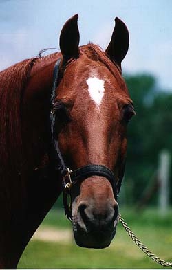 A headshot of a sorrel Racking horse. 