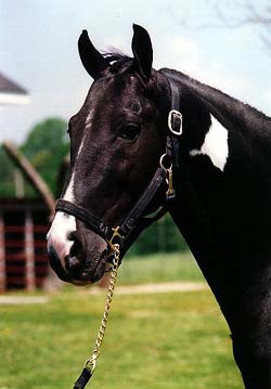 A black and white Racking Horse. 