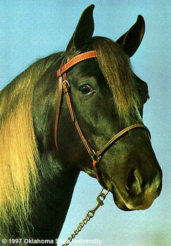 A headshot of a Rocky Mountain horse.