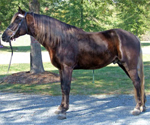 A Rocky Mountain horse standing square on the road.