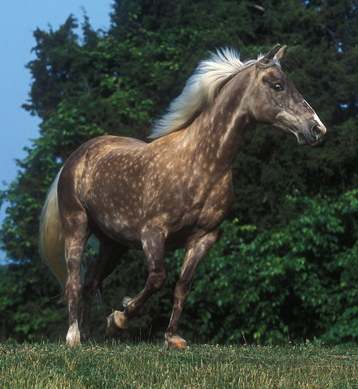 A Rocky Mountain horse running across the grass.