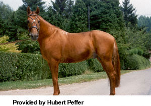 A Russian Don horse standing on the road provided by Hubert Peffer.