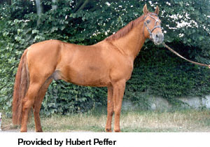 A Russian Don horse standing in the grass provided by Hubert Peffer.