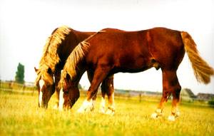 Two Russian Heavy Draft horses grazing.