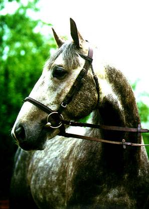 A headshot of a gray Russian trotter horse with an o-ring bit and bridle.