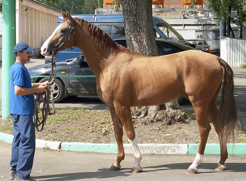 A Russian Don horse being held by a handler standing in the street. 