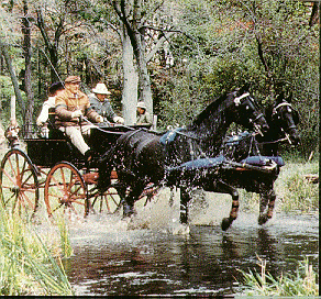 Two Saddlebred horses pulling a carriage through water.