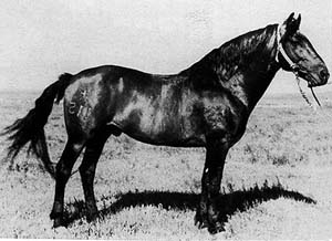 A Sanhe horse standing in a bridle.