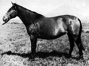 A Sanhe horse standing in a halter.