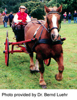 A Schleswiger Heavy Draft horse pulling a cart. Photo provided by Dr. Bernd Luehr.