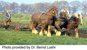 Three Schleswiger Heavy Draft horses pulling a plow. Photo provided by Dr. Bernd Luehr.