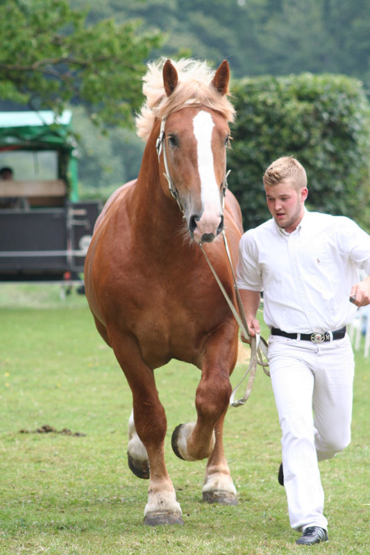 A man trotting a Schleswiger Heavy Draft horse.