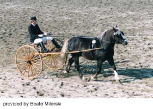 A Schwarzwälder Fuchs horse pulling a carriage provided by Beate Milerski.